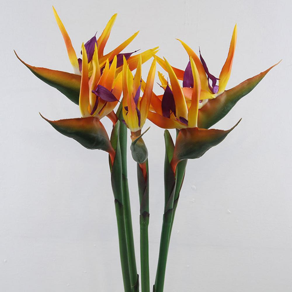 1pc 80cm flor pássaro do paraí - Bird Paradise Strelitzia avaliação e preço